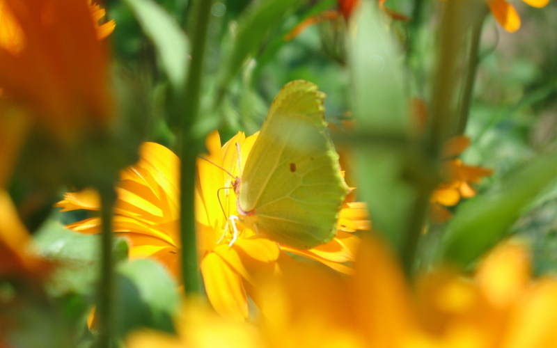 butterfly, flowers, yellow flowers, photography, 2K