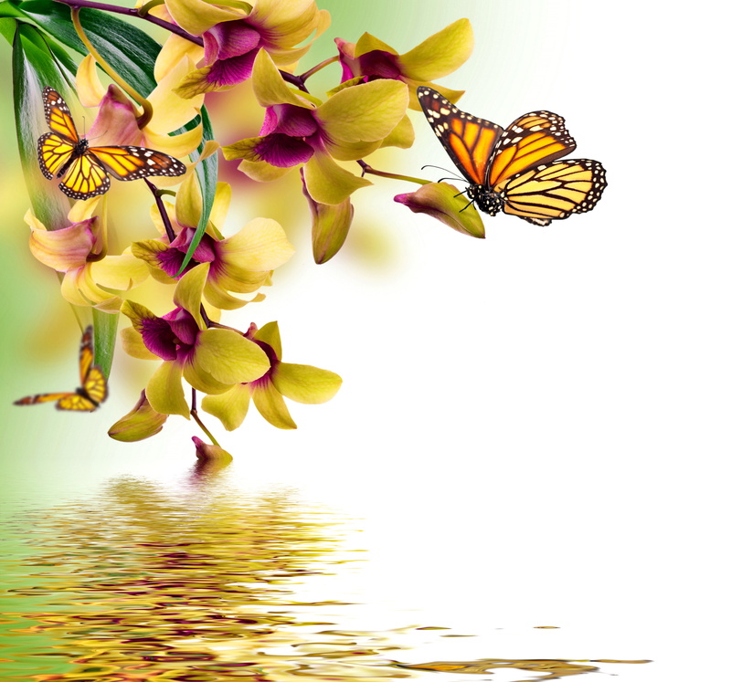 bright, insect, inflorescence, color Image, multi Colored, vulnerability, reflection, animal themes, one animal, animal, freshness, season, animal wing