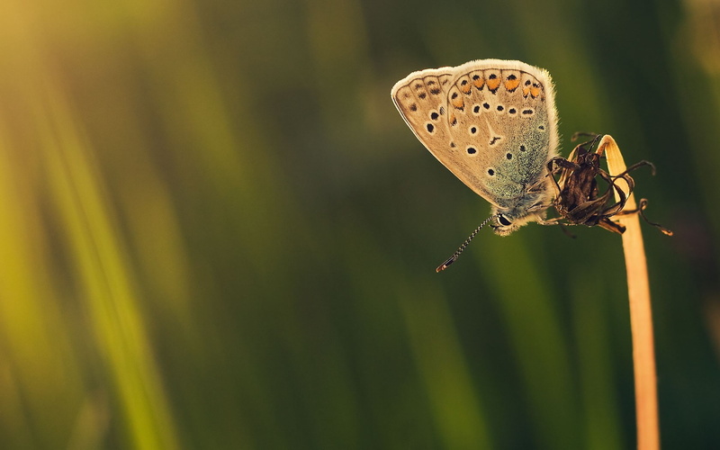 butterfly, yellow, macro, insect, animals, 720P, green