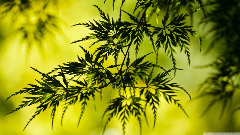 sunlight, leaf, plant, outdoors, bamboo - Plant, color Image, macro, tranquil Scene, beauty In Nature, environment, tree, freshness, copy Space, sun, palm Tree