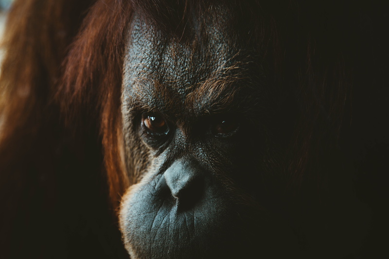 fur, 8K, gorilla, brown, black background, animal themes, vertebrate, wild, focus on foreground, photo, primate, eye, animal, forest, animal body part