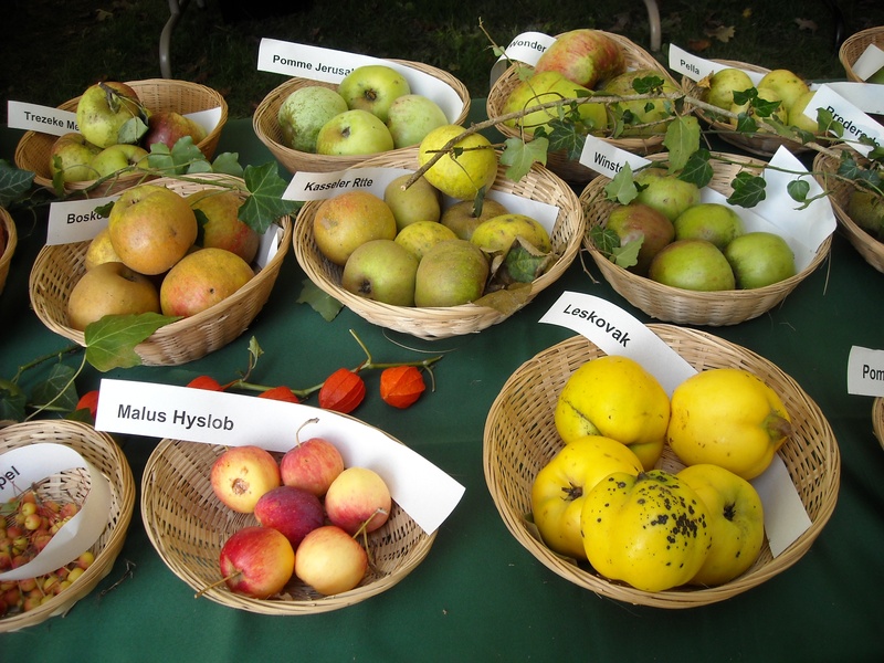 outdoors, price tag, freshness, no people, variation, 2K, choice, high angle view, pomology, apple, food and drink, text, sale, retail, script, for sale