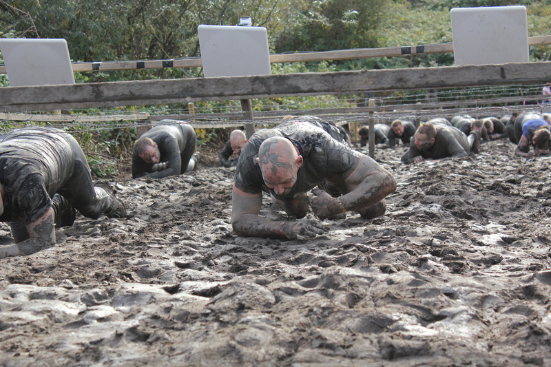 pig, mud, livestock, Dirty, medium group of animals, day, crawling, people, group of animals, designate, Sweat, working, field, domestic, herbivorous, mammal