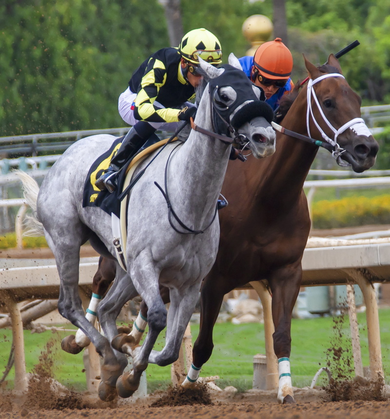 betting, herbivorous, livestock, ride, group of animals, horses, animal, horse, vertebrate, horseback riding, speed, equestrian, domestic, animal wildlife