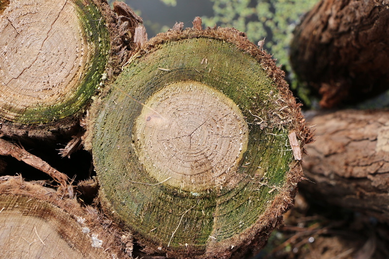 focus on foreground, tree, plant, nature, day, deforestation, close-up, textured, no people, Moss, forest, lumber industry, wood - material, tree ring
