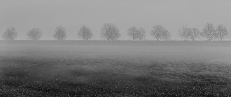 homepage, nature, 2K, photo, atmosphere, scenics - nature, plant, banner, environment, sky, colourless, white, mysterious, fog, tree, non-urban scene