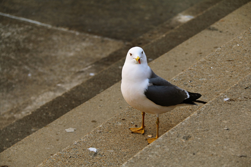 birds, animal, nature, dove - bird, perching, the main screen, sea birds, stair, put the include, the initial screen, high angle view, pretty clean, no people