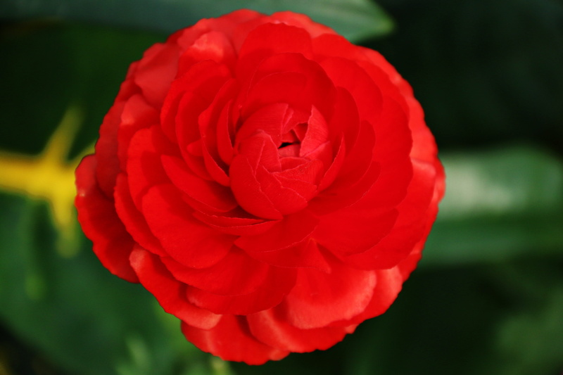 garden, flower head, start screen, desktop, rose, beauty in nature, outdoors, close-up, plant, the initial screen, red, burning heat, rose - flower, homepage