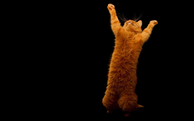 stands, animals, kitty, 2K, orange, joyful, dance