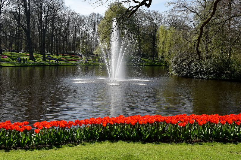 flowing water, keukenhof, flowerbed, scenics - nature, spring, green color, water, tree, spraying, tulips, growth, grass, netherlands, holland, flower