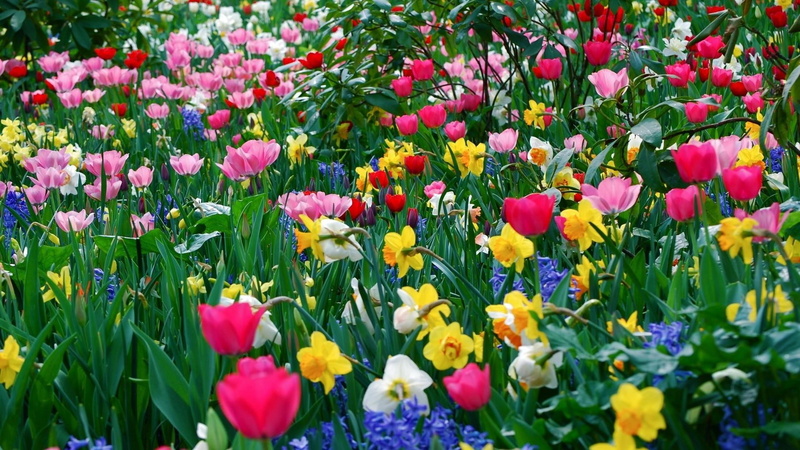 narcissus, 1080P, tulip, spring, garden, hyacinth, daffodil, flowers