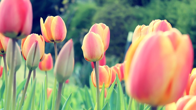 Netherlands, plants, tulips, flowers, clovers, Dutch, 1080P