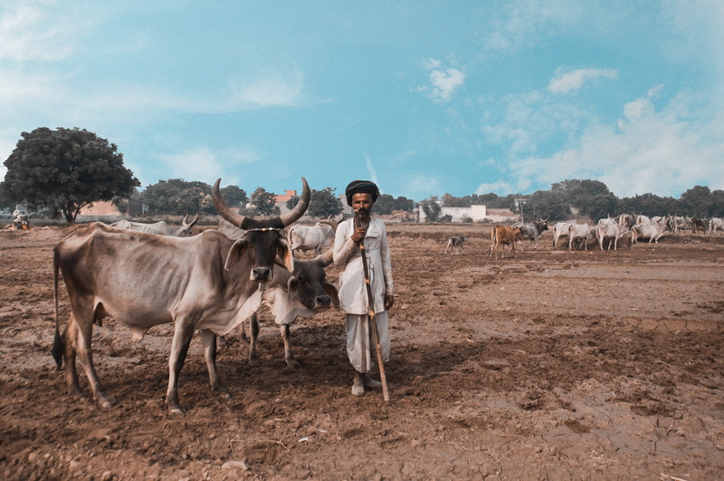 cattle, land, male, india, farm, rural scene, agriculture, 4K, domestic animals, ll, rural, looking at camera, livestock, day, man, domestic, farmer, vertebrate
