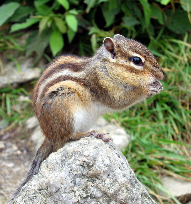 animal themes, animals in the wild, rodent, rock, focus on foreground, gnaw, solid, ll, rock - object, plant, nager, sweet, chipmunk, croissant, gray, mammal