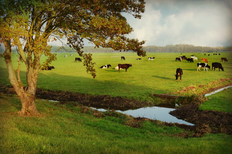 vertebrate, herd, herbivorous, grazing, 4K, land, pets, grass, countryside, domestic animals, cattle, tree, plant, domestic, landscape, livestock, cow