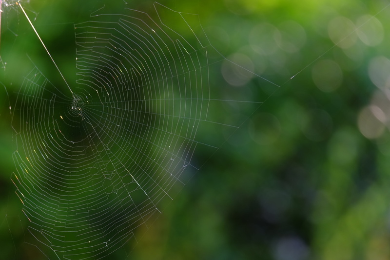 nature, work, spider, fragility, web, arthropod, beauty in nature, natural pattern, arachnid, no people, green color, close, thread, silk thread, lichtspiel