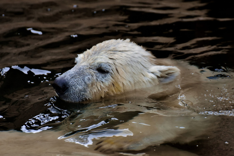 tierpark hellabrunn, no people, one animal, vertebrate, hair, zoo, animal feeding, mammal, animal body part, animal wildlife, day, bear, animal themes