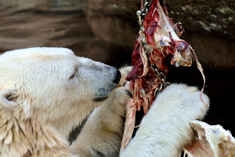 vertebrate, animal body part, no people, fresh meat, eat, animal head, animal, 2K, eating, livestock, meat, domestic animals, close-up, polar bear, feeding