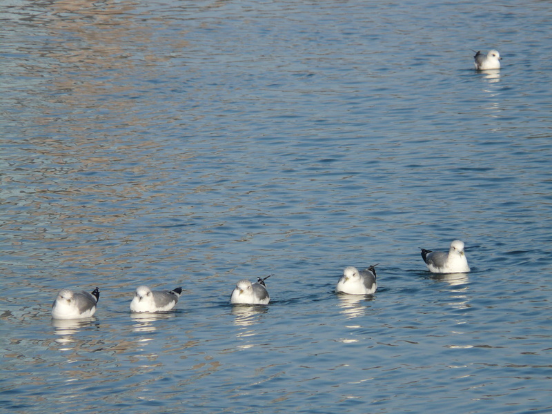 animals in the wild, animal, waterfront, outsider, Gulls, animal wildlife, Swim, lake, floating on water, animal family, nature, lost, swan, rippled, vertebrate