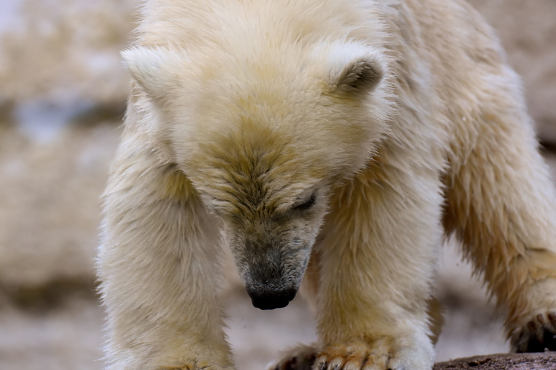 front view, ground, one animal, animals in the wild, focus on foreground, bear, animal feeding, animal head, nature, day, land, young animal, polar, zoo