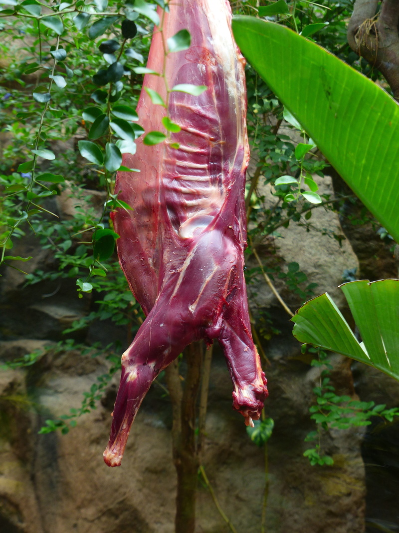 suspended, animal carcasses, growth, ganz, close-up, plant, food, full body, fresh meat, bait, leaf, red, leaves, high angle view, predator feeding, green color