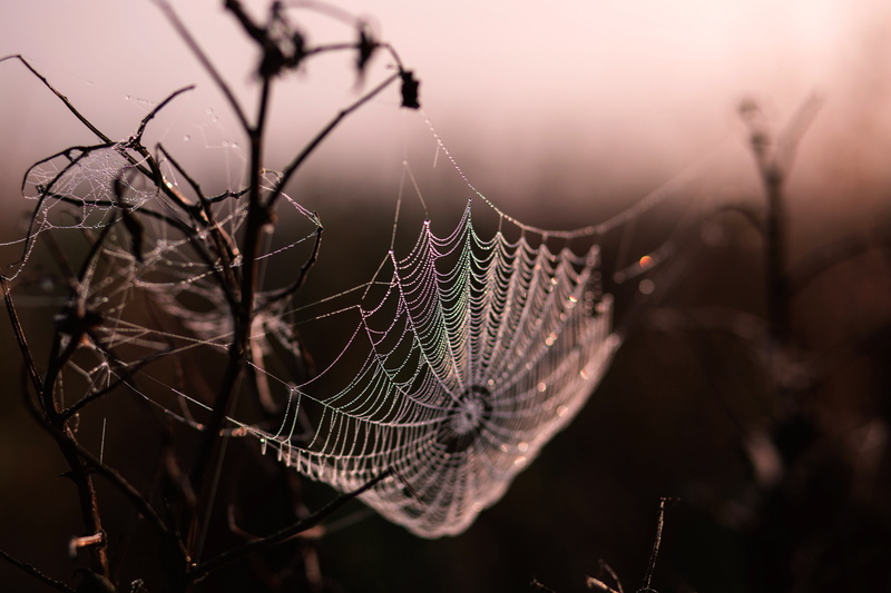 tree, tranquility, complexity, Suspended, day, Spider Web, close-up, fragility, spider, outdoors, bare tree, branches, sky, twig, web, animal wildlife