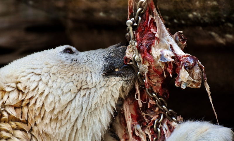 animal wildlife, one animal, fresh meat, tierpark hellabrunn, Feeding, vertebrate, aggression, animals in the wild, blood, focus on foreground, bait, livestock
