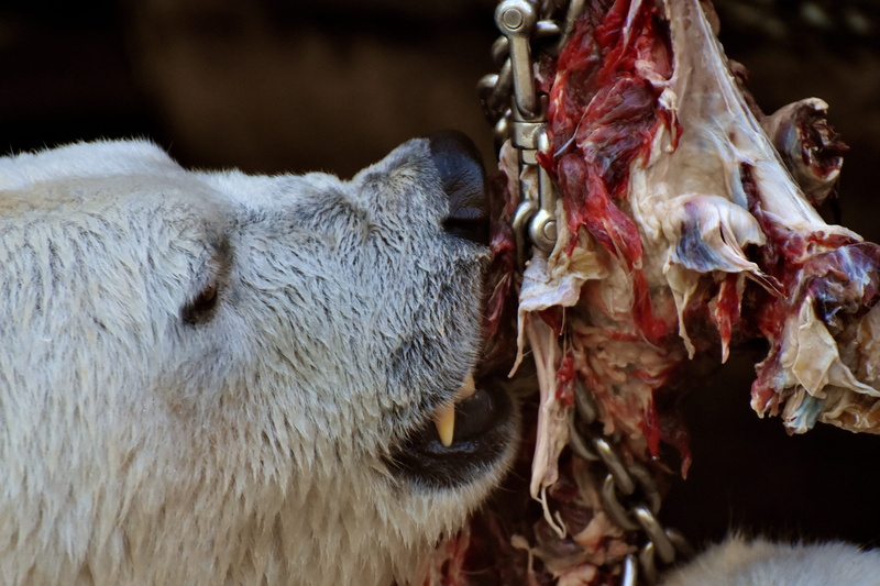 domestic animals, pets, day, bait, polar bear, zoo, enclosure, aggression, eat, animal wildlife, mammal, no people, meat, 2K, nature, animal mouth, livestock