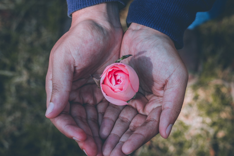 finance, focus on foreground, flower, finger, piggy Bank, one person, concepts, pink color, beauty in nature, springtime, people, giving, women, currency