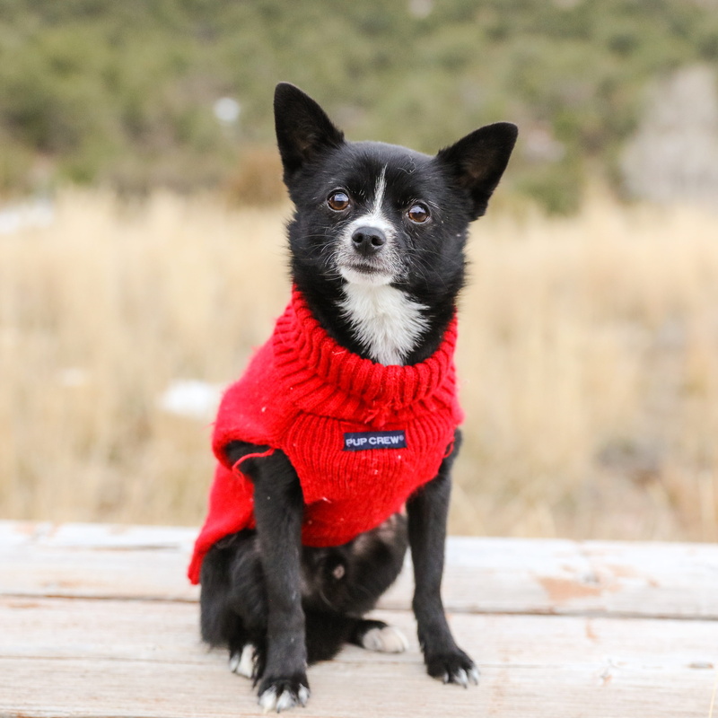 Dog, animal, one Animal, vertebrate, domestic, outdoors, animal themes, animals And Pets, day, looking at camera, Cute, black color, chihuahua - Dog, Puppy