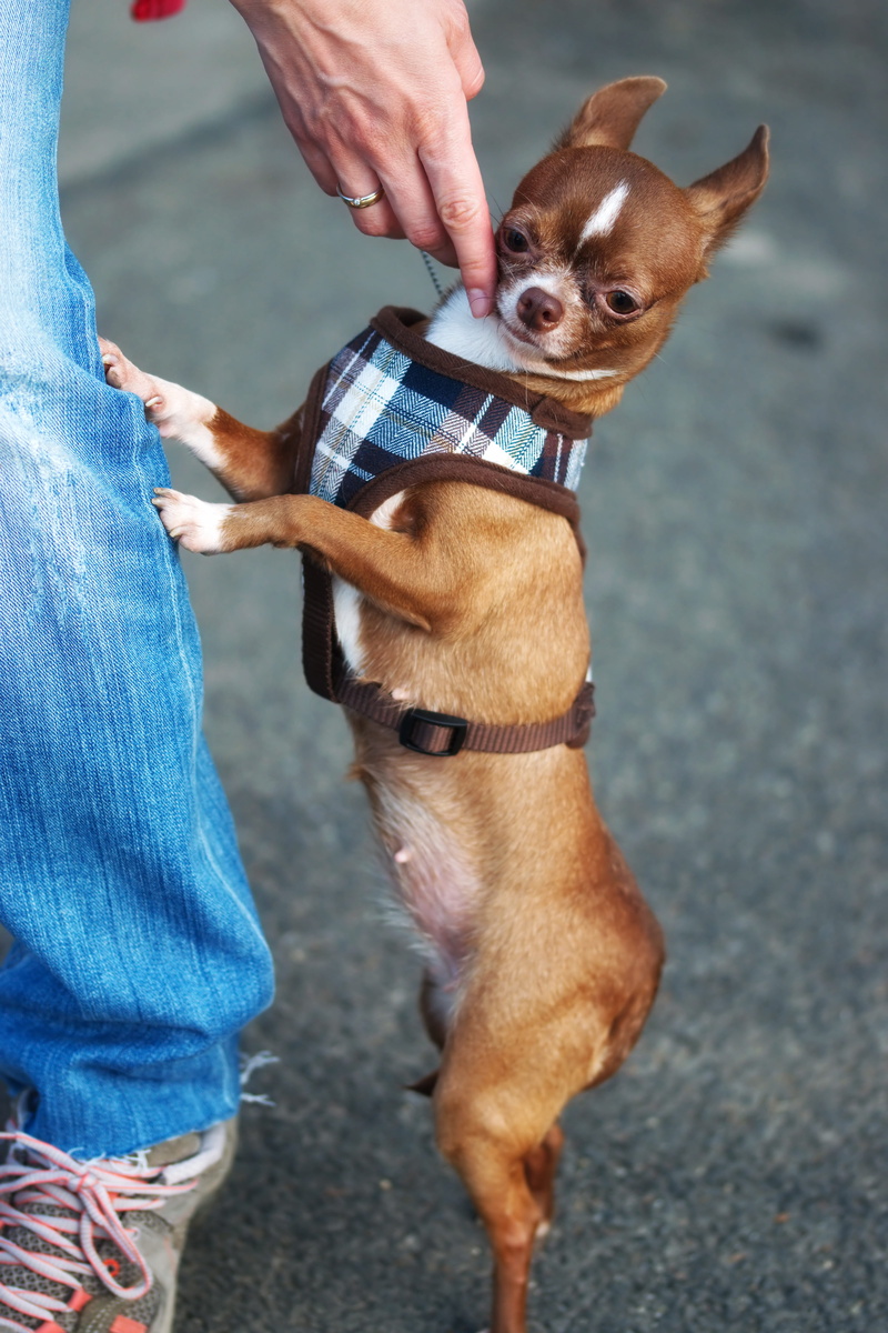 leaning, domestic animal, puppy, 5K, leg, s, human hand, one animal, domestic, jeans, canine, dog, one person, miniature, human body part, vertebrate