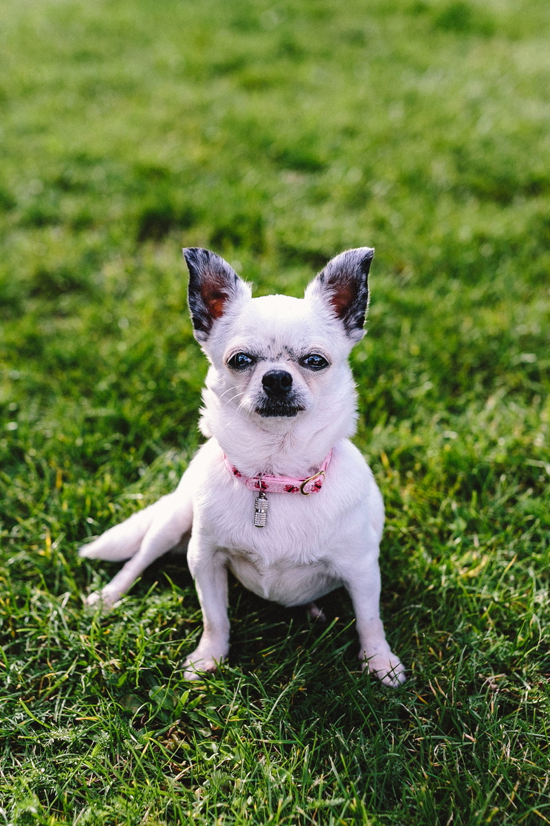 purebred Dog, green color, domestic Animals, dogs, day, cute, domestic, pet, vertebrate, small dog, puppy, looking at camera, portrait, mouth open, animal