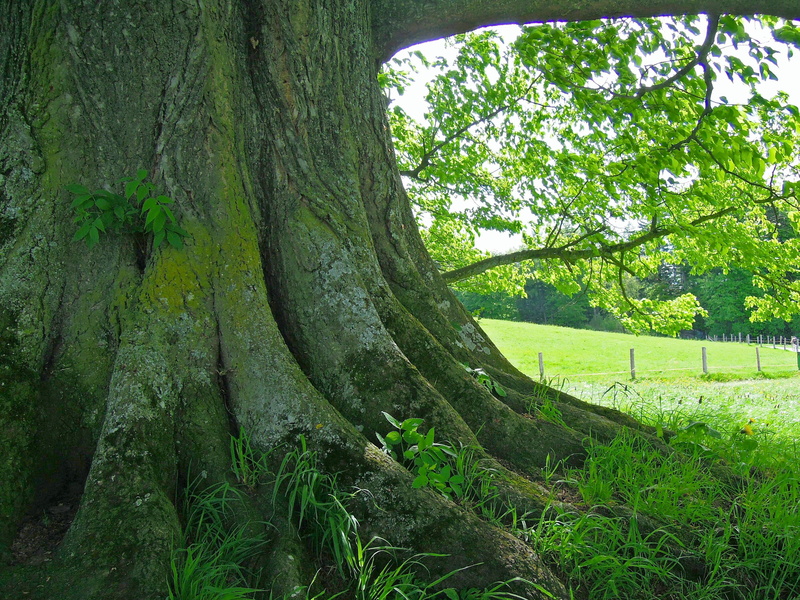 trunk, tree, green, quaint, root, force, rest, field, no people, growth, plant, leaves, age, daytime, tree trunk, green color, natural energy, bark, day