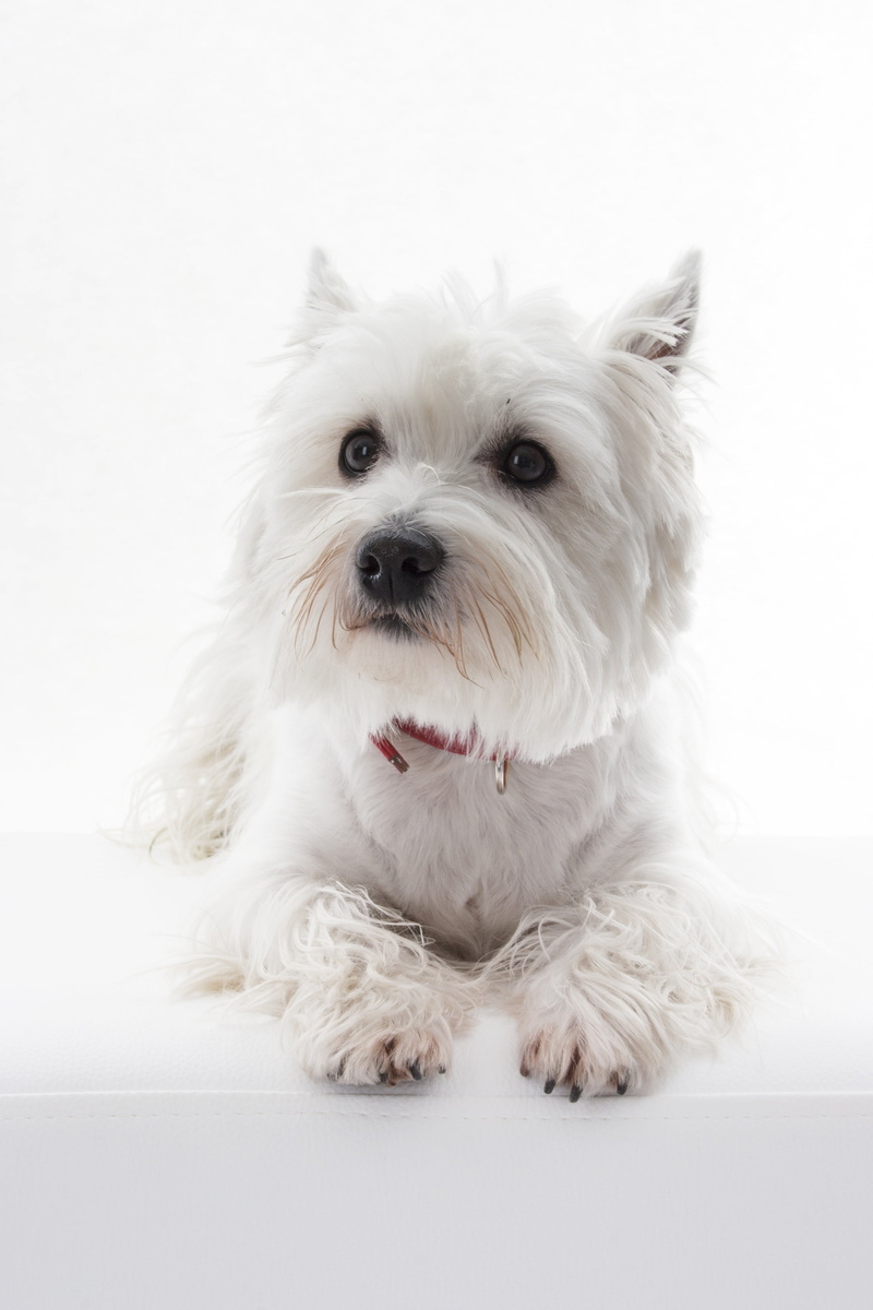 canine, one animal, pets, people, fur, race, studio shot, studio, westi, white, looking at camera, mammal, photo studio, west highland white terrier, animal