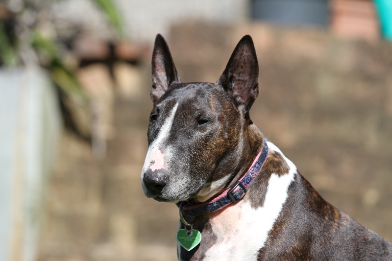 collar, animal head, ears, english-bull-terrier, no people, animal themes, brindle, spring, one animal, purebred, mammal, funny, doggy, pedigree, outdoor