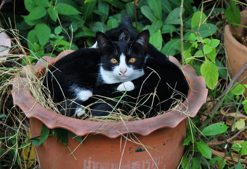 looking at camera, black color, portrait, resting, animal themes, cat, pet, 2K, yellow eyes, pot, friend, adorable, vertebrate, cute, furry, mammal, day