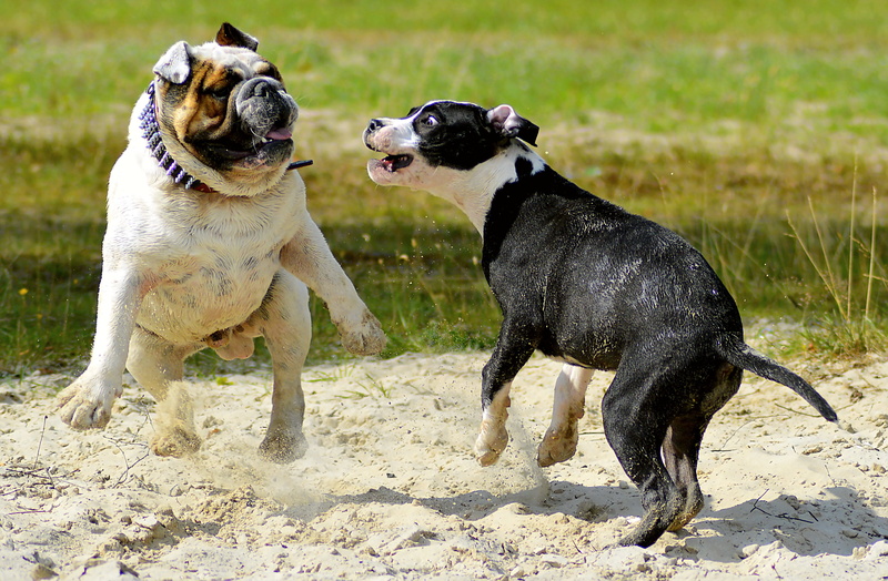 snout, beautiful, animal portrait, puppies, canine, nature, domestic animals, field, vertebrate, Animal, domestic, close, Pets, black dog, bull, sand, dear