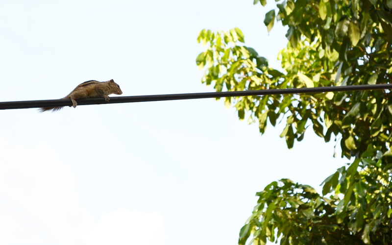 leaf, chipmunk, animal wildlife, outdoors, day, clear sky, electric wire, branch, vertebrate, animal, plant part, 1080P, sri lanka, wire, ceylon, mawanella