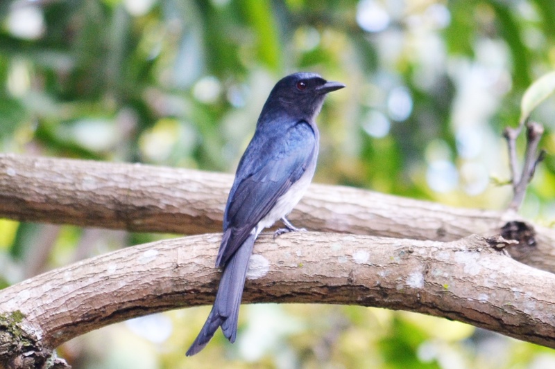 1080P, black drongo, bird, ceylon, mawanella, branch, no people, focus on foreground, full length, one animal, tree, perching, black sparrow, vertebrate