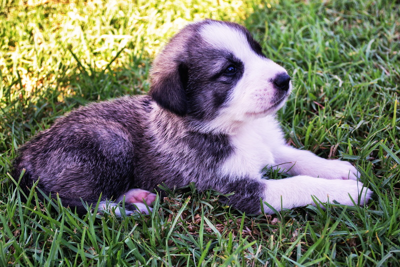 coated, pets, funny, fur, nature, lying, plant, mammal, 5K, love, cute dog, relaxation, ears, friendship, dog, close-up, looking, puppy, one animal, grass