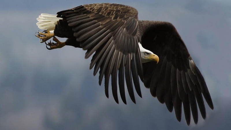 great, flying, bird, eagle, animals, great eagle, 1080P