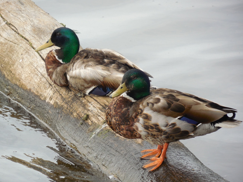 feather, animals in the wild, group of animals, animal wildlife, fowl, blue, duck, swim, colorful, waterbird, wild, water bird, mallard, wing, no people