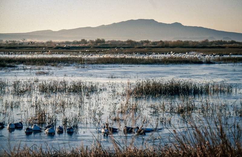 isolated, autumn, grass, wild, Group, tranquil scene, background, waterfowl, Mountain, fauna, land, Duck, environment, day, beauty in nature, wings, bathing