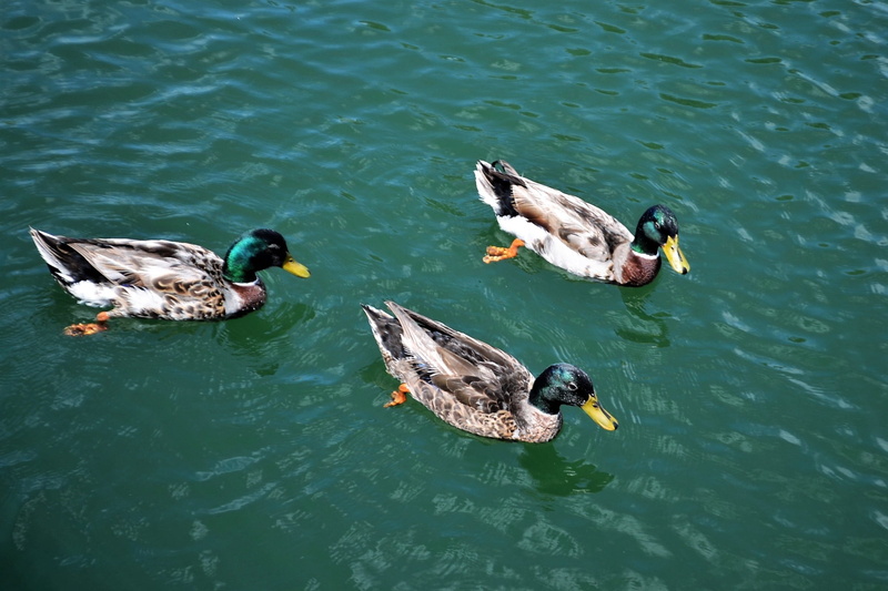 outdoors, turquoise colored, lakes, three, mallard duck, yellow, animals in the wild, animal themes, animal wildlife, beak, view, bills, waterfront, ecological