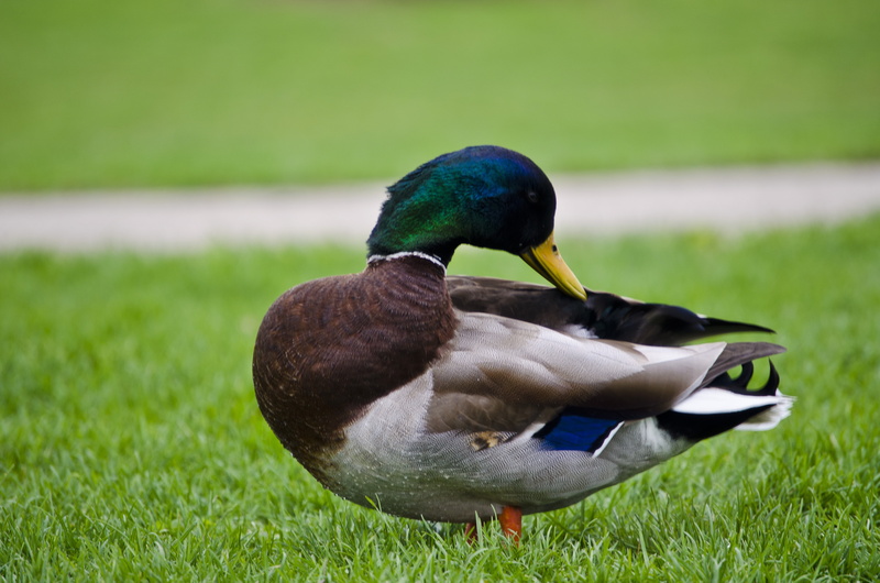 cute, day, focus on foreground, no people, outdoors, lake, animal, beak, mallard duck, 4K, poultry, feather, fowl, feathers, plant, water, nature, avian