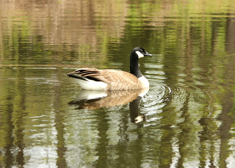 day, animals in the wild, swimming, no people, Water, migratory, animal wildlife, outdoor, 1080P, grass, fowl, Nature, waterbird, animal themes, swim
