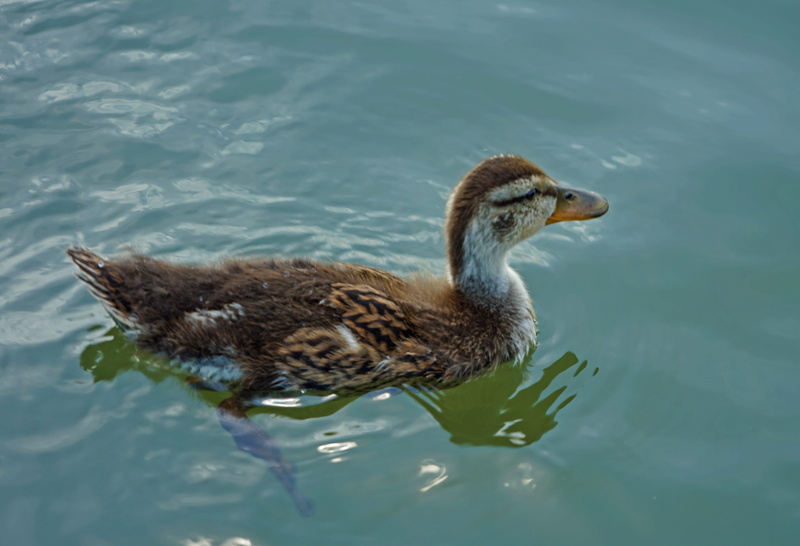 one animal, nature, white, no people, river, raggio studios, high angle view, beak, wildlife, wing, raggio, animal wildlife, orange, waterfront, goose
