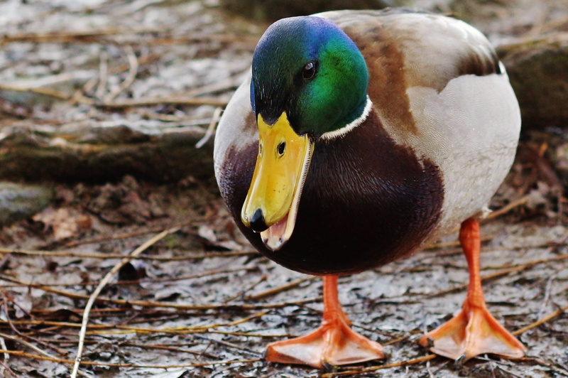swimming, animals in the wild, one animal, hunting, land, male animal, bird, brown, cute, animal wildlife, flying, close-up, pet, female, head, water, waterfowl