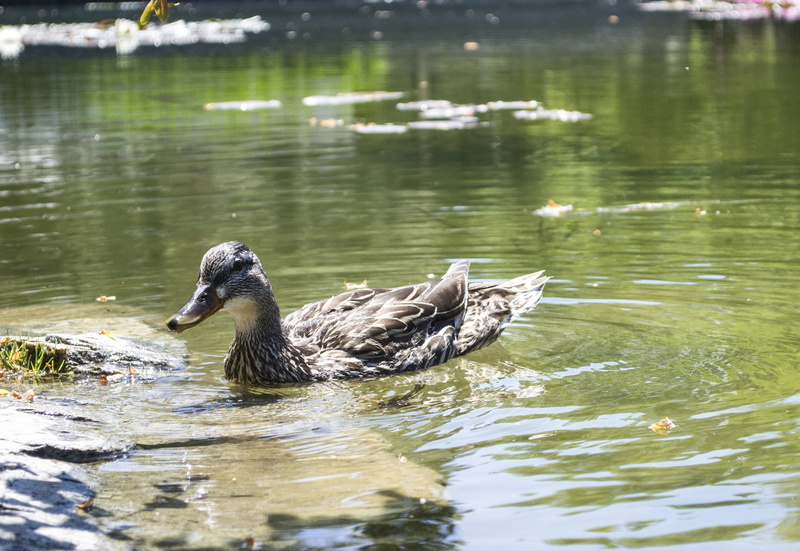 avian, pattern, feathered, ornithology, animal wildlife, poultry, swimming, animals in the wild, day, black, no people, Mallard, water, one animal, 2K