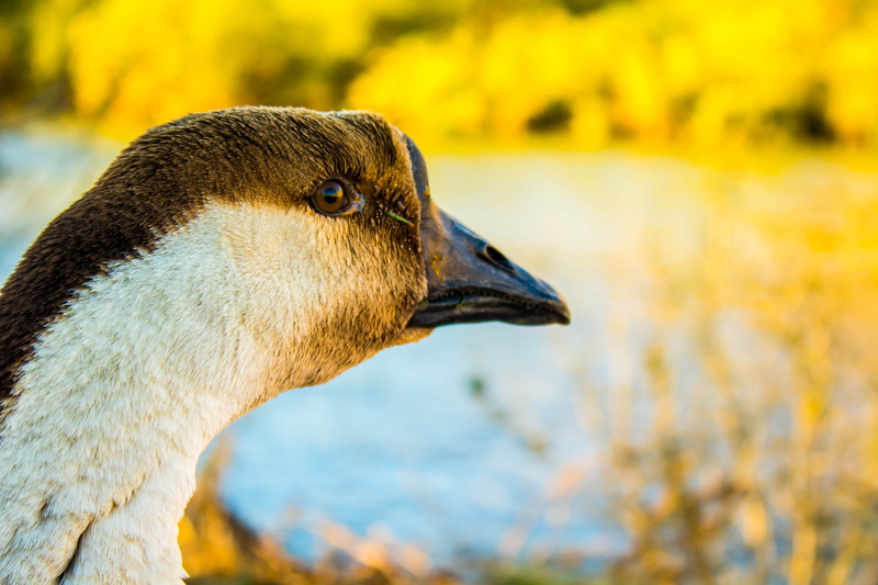 animal wildlife, nature, profile view, animal neck, mallard, male, animal eye, close-up, animals in the wild, brown, swimming, drake, cute, natural, pet